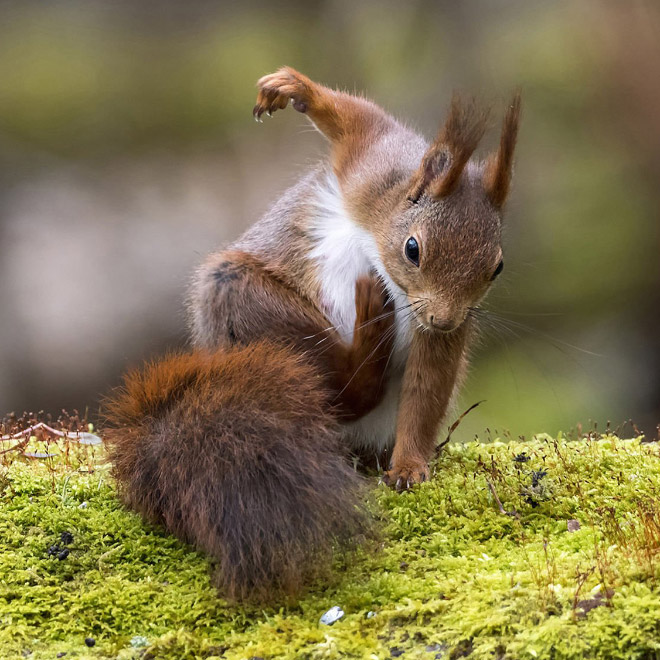 Superhero squirrel landing pose.