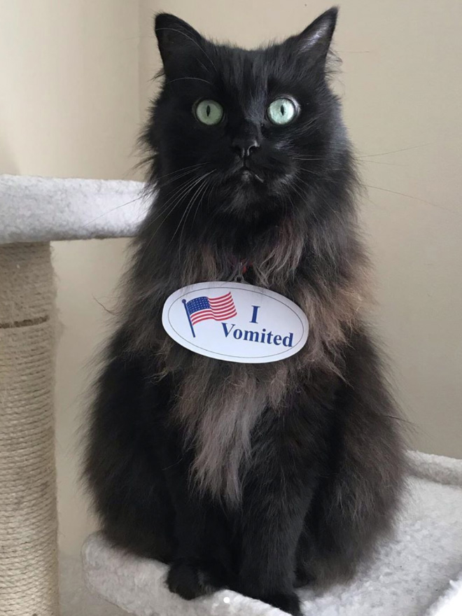 Proud cat who voted.