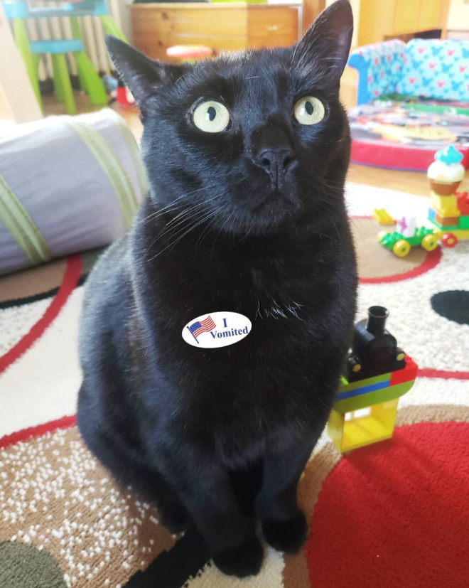 Proud cat who voted.