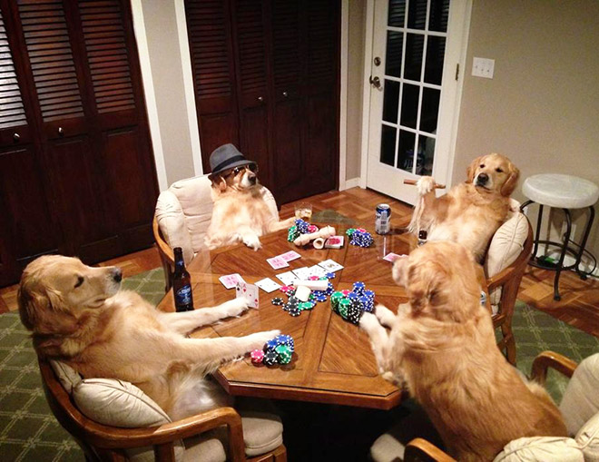 These dogs have no idea what they are doing.