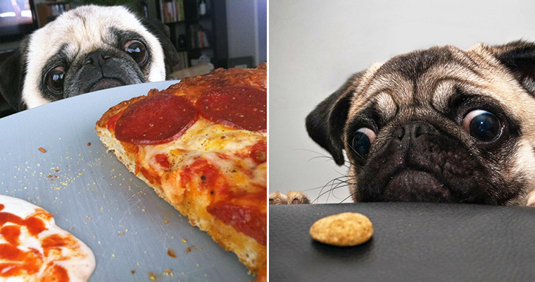 Pug in on sale food