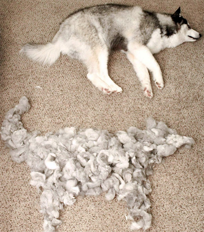 Shedding dog fur art.