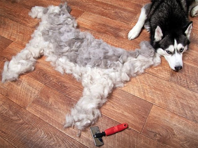 Shedding dog fur art.