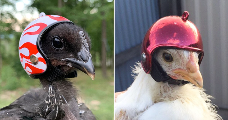 Chicken shop crash helmet