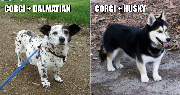 Corgi Mix Breeds: The Funniest