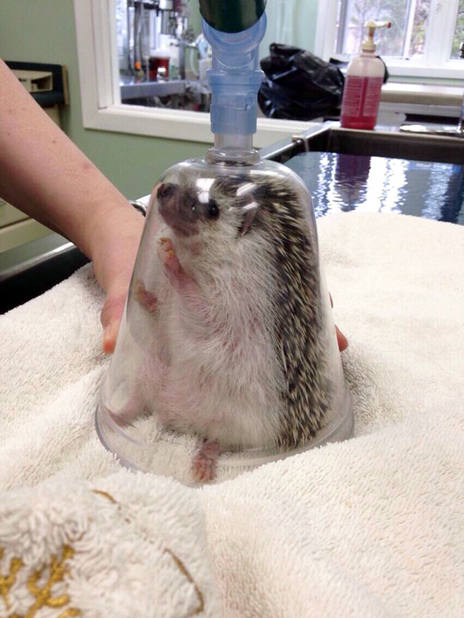 Hedgehog anesthesia.