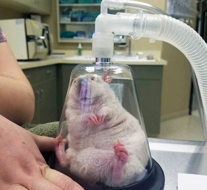 Rat anesthesia.