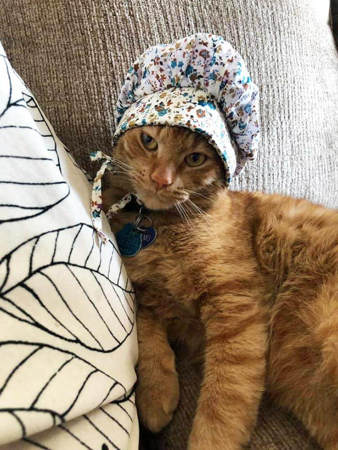 Cat bonnet.