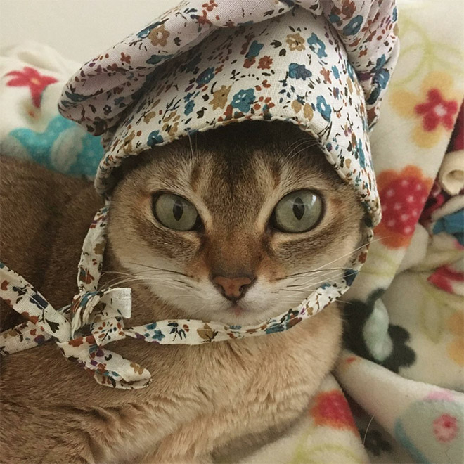 Cat bonnet.