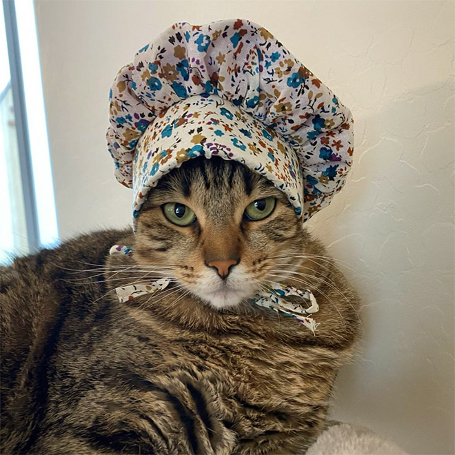 Cat bonnet.