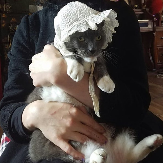 Cat bonnet.