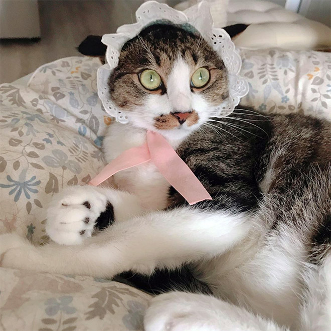 Cat bonnet.