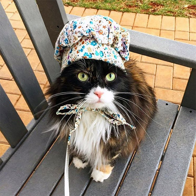 Cat bonnet.