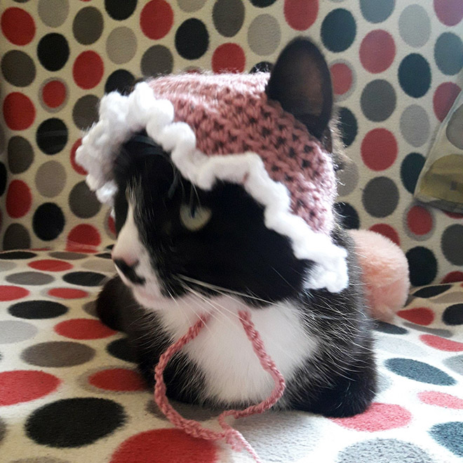 Cat bonnet.