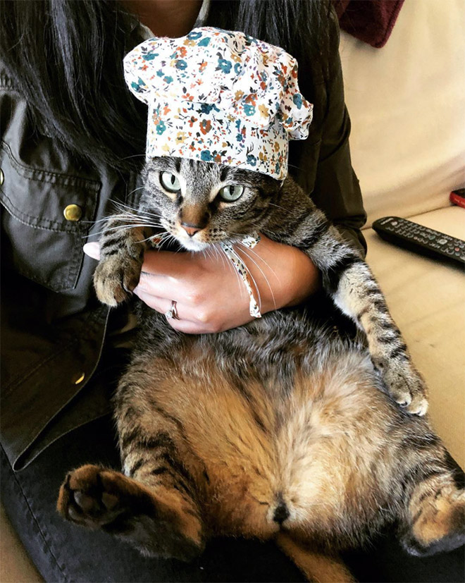 Cat bonnet.