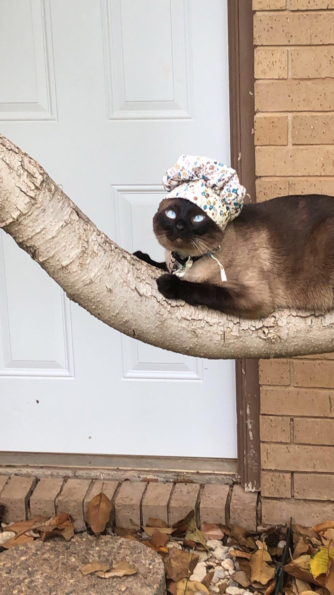 Cat bonnet.