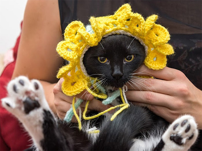 Cat bonnet.