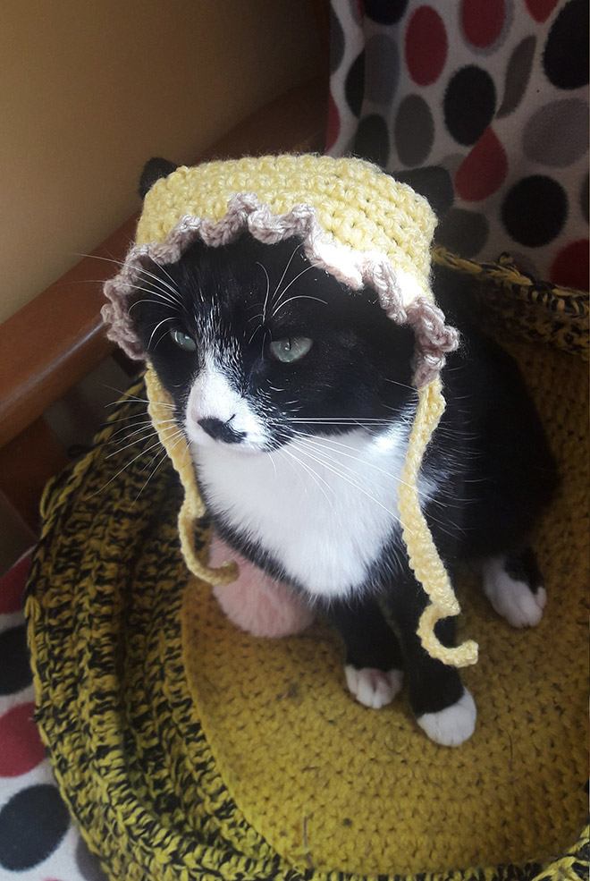 Cat bonnet.