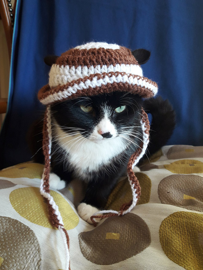 Cat bonnet.