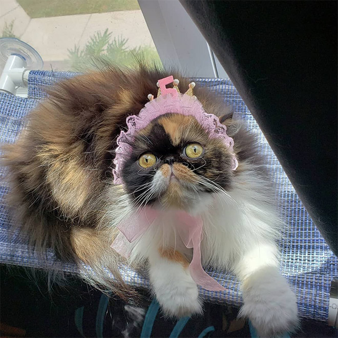 Cat bonnet.