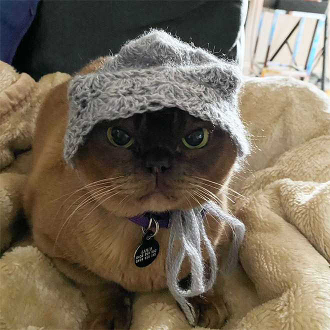 Cat bonnet.