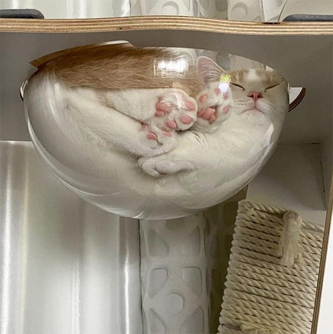 Cat in a glass bowl.