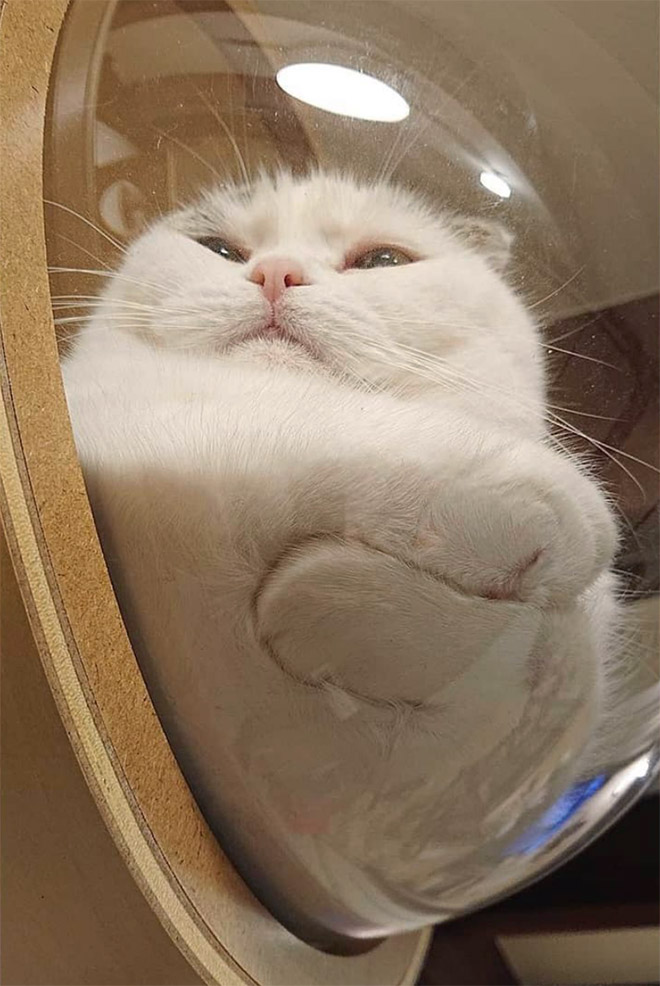 Cat in a glass bowl.