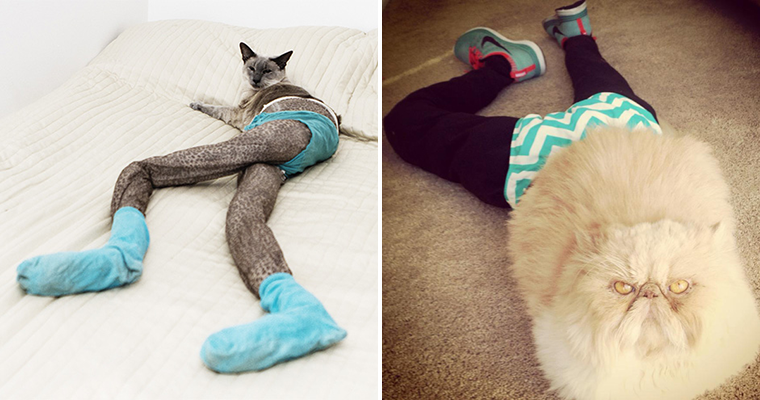 Cats In Tights Is Something Bored People Are Now Doing