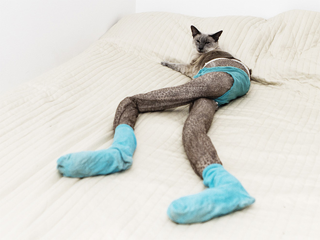 Cat in tights.