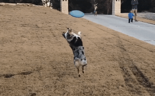 Frisbee catch fail.