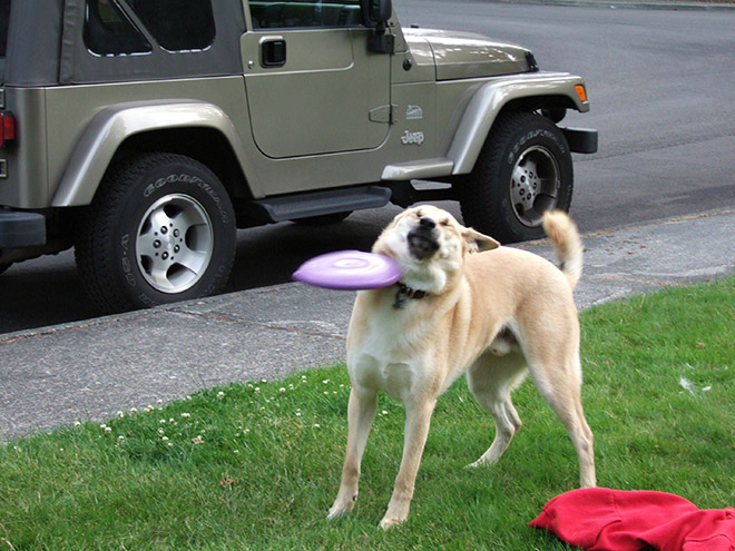 Frisbee catch fail.