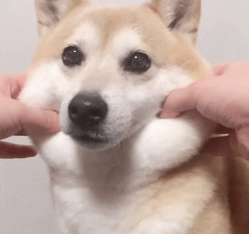 Squishy dog cheeks.