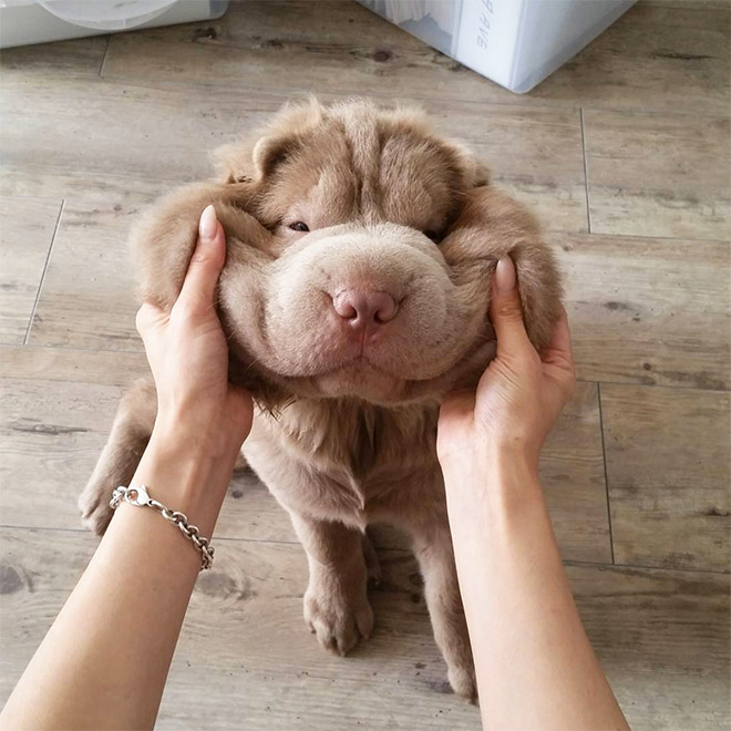 Squishy dog cheeks.