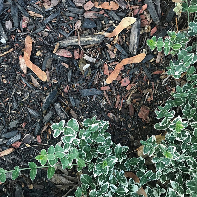 Can you find dog poo in this photo?