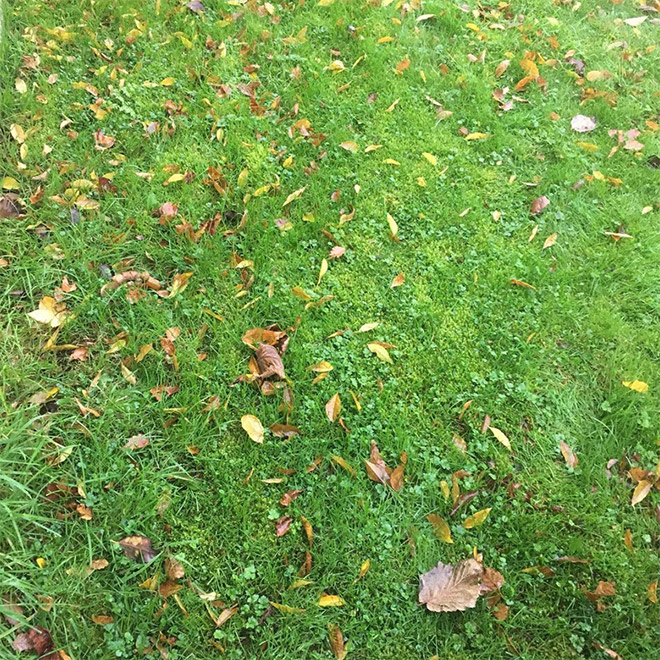Can you find dog poo in this photo?