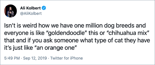 Isn’t is weird how we have one million dog breeds and everyone is like “goldendoodle” this or “chihuahua mix” that and if you ask someone what type of cat they have it’s just like “an orange one”