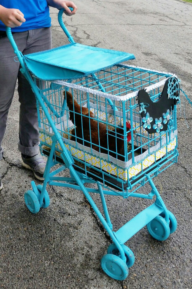 Chicken stroller in action.