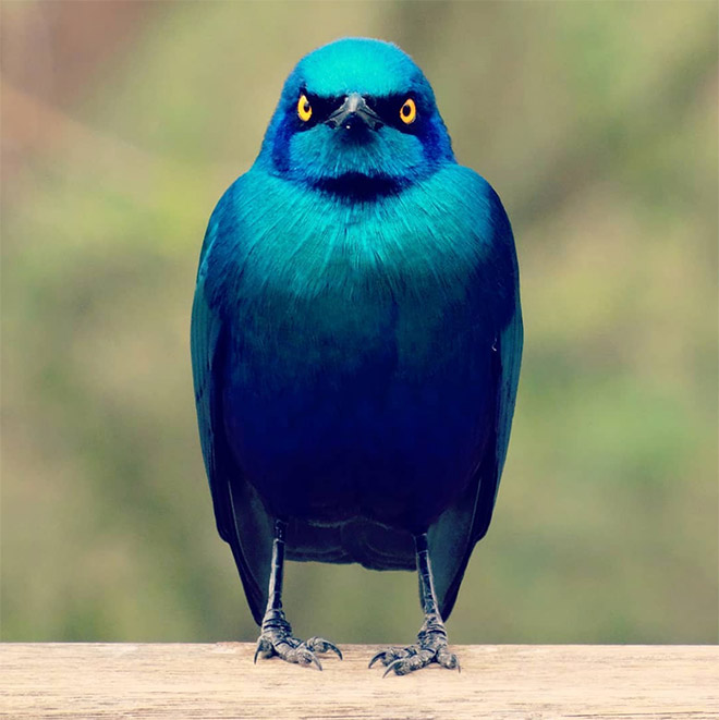 Grumpy bird.