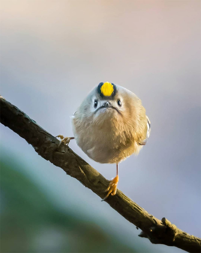 Grumpy bird.