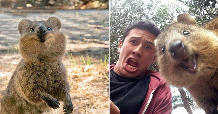 Meet Quokka: The Happiest Animal On Earth Meet Quokka: The Happiest Animal On Earth