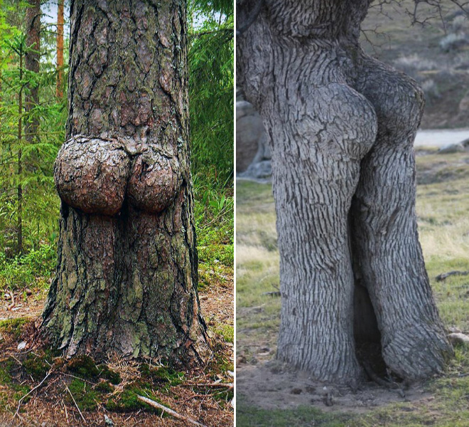 Tree butts.