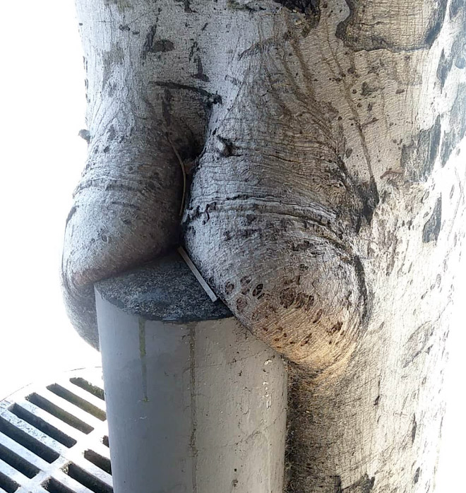 Tree butt.