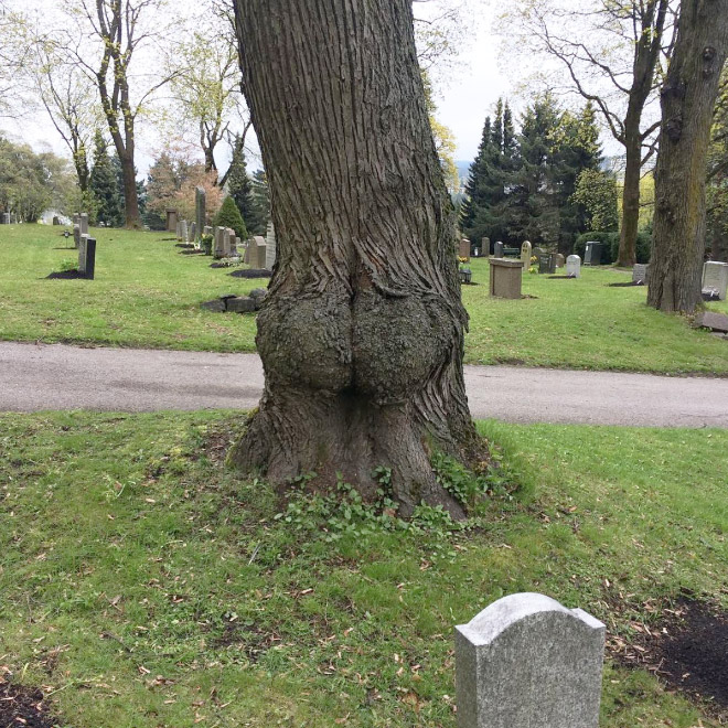 Tree butt.