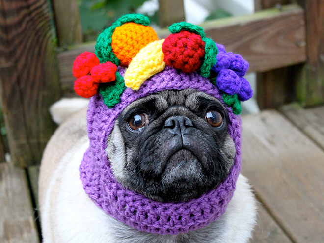 Sad pug in a crocheted hat.