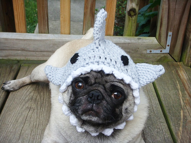 Sad pug in a crocheted hat.