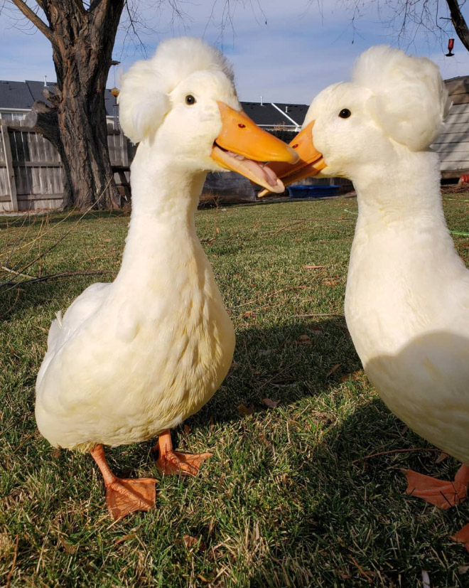 Some ducks look like George Washington.