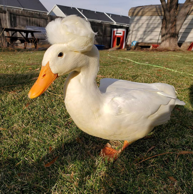 Some ducks look like George Washington.