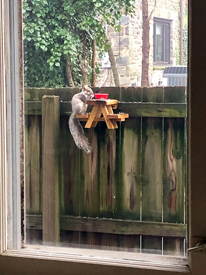 Squirrel having a picnic.