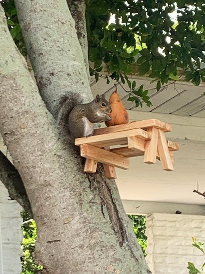 Picnic table squirrel feeder.