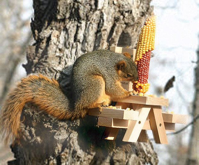 Picnic table squirrel feeder.